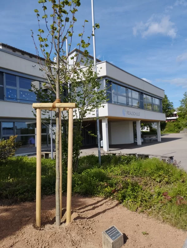Tilleul replanté au collège Bad Waldsee 2024